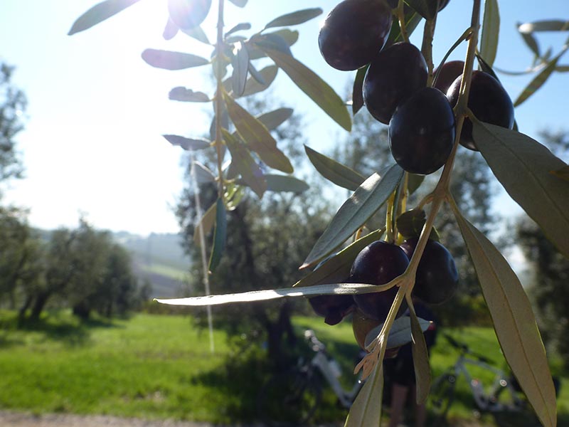 Gros plan sur olives dans olivier