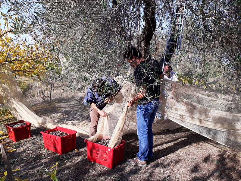 Hommes récoltant des olives