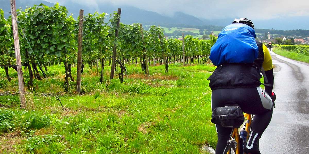 Cycliste avec des vêtements de pluie roulant le long d'un vignoble