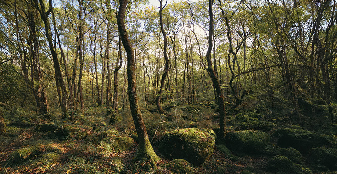 Le forêt d'Algoat