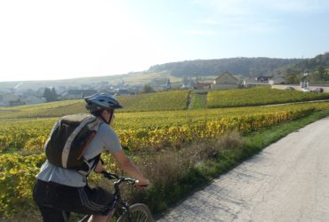 Homme à velo dans les vignes en alsace