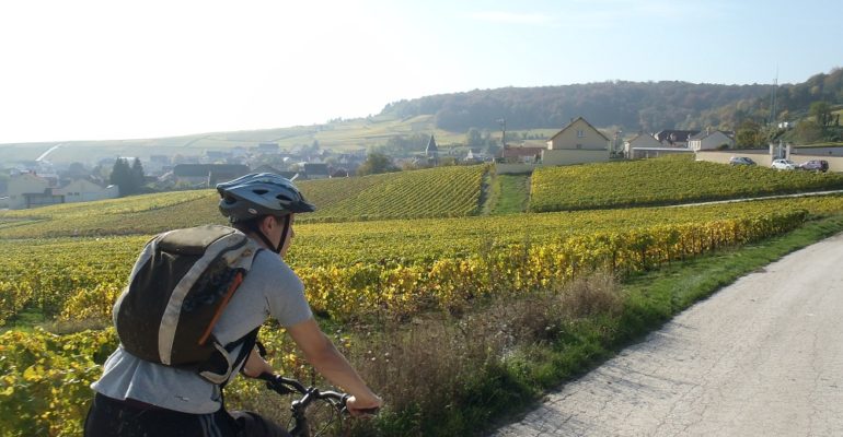 Homme à velo dans les vignes en alsace