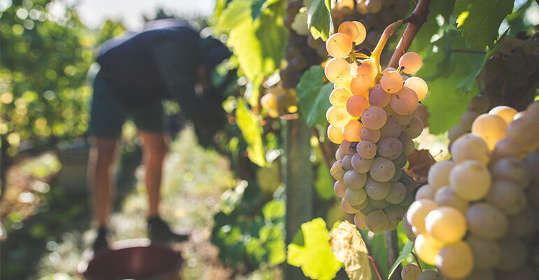 Récolte du raisin en Champagne