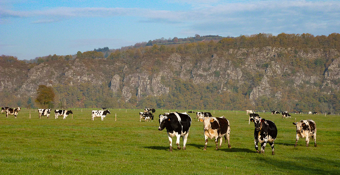 La suiss normande et ses champs de bovins
