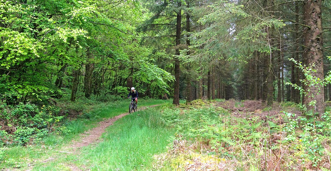 Un vététiste traverse la forêt d'Algoat