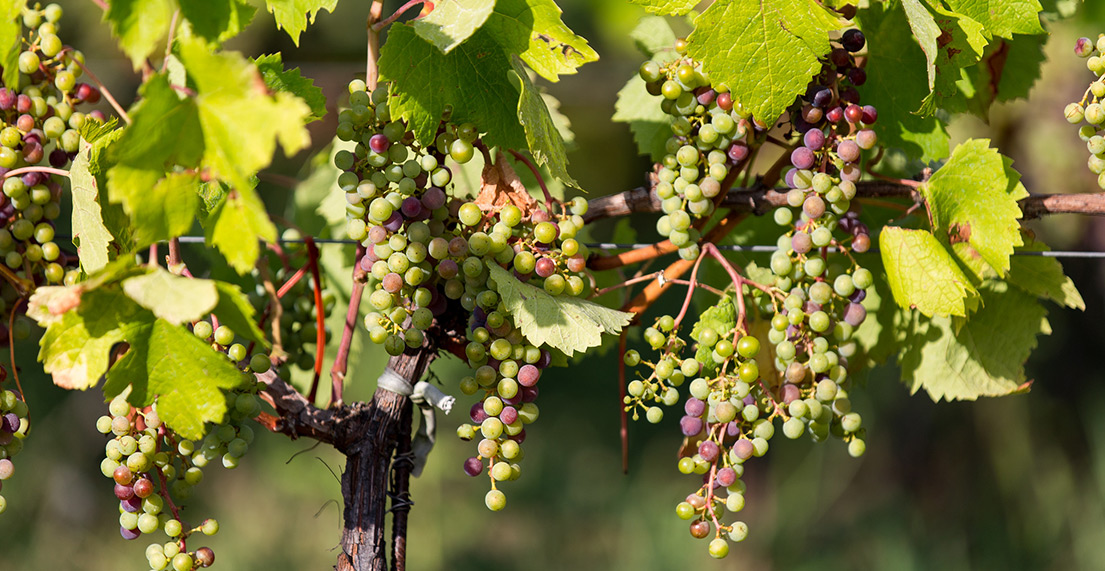 Des grappes de raisin pendent des vignes