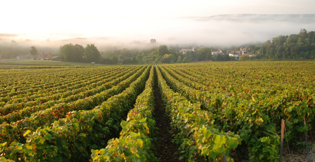 Vignoble de Champagne