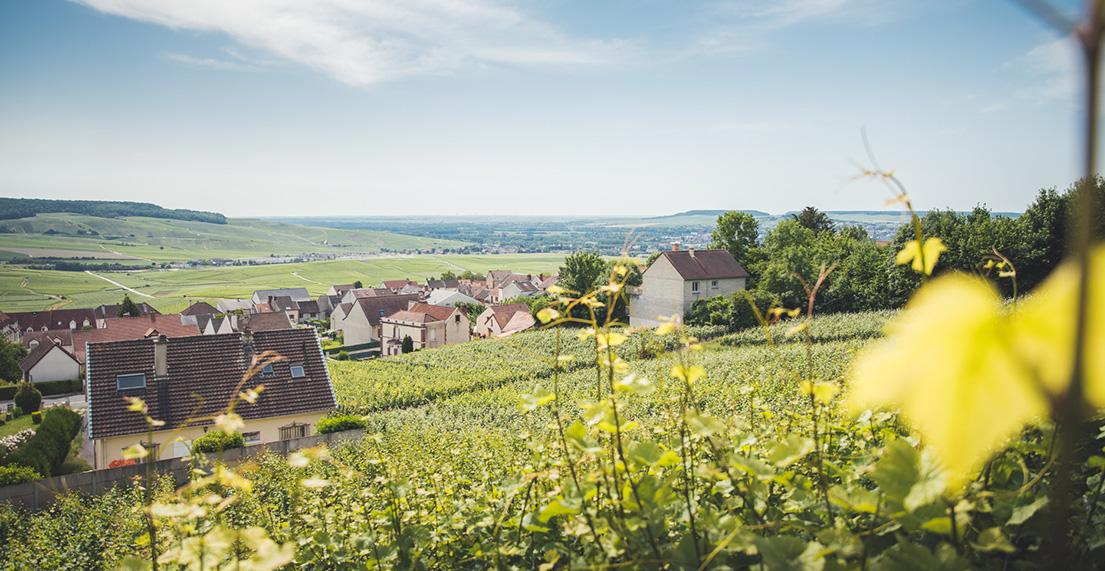 Vignoble de Champagne