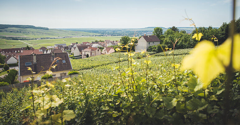 Vue sur les vignes et paysages de Champagne