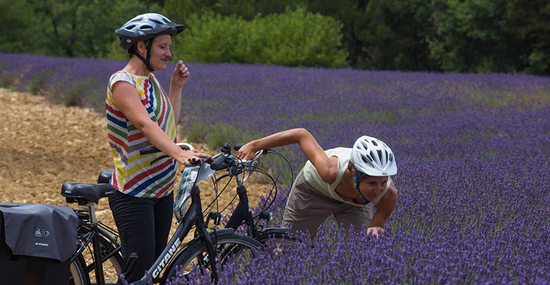 2 femmes à vélo dans les champs de Lavande