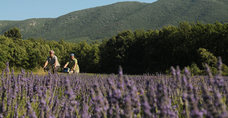 Couple à vélo traverse un champ de lavande Le petit tour du Luberon