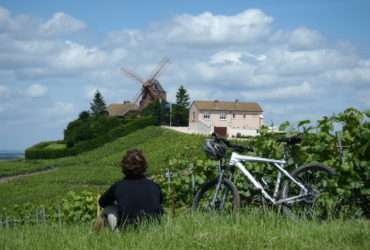 Cycliste assis au milieu des vignes regardant moulin La Champagne à vélo