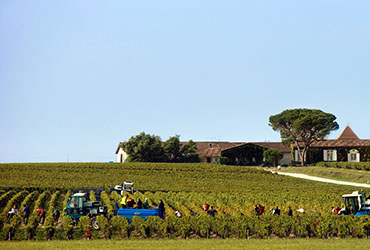 Vendanges vins de Bordeaux