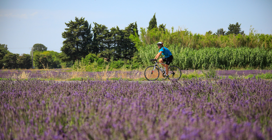 Un cycliste roule le long de champs de lavances