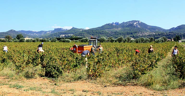 Groupe de vendangeurs et tracteurs dans les vignes Vaucluse vacances à vélo