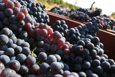 Grappes de raisons pendant les vendanges vacances à vélo