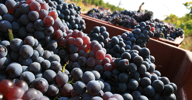 Grappes de raisons pendant les vendanges vacances à vélo