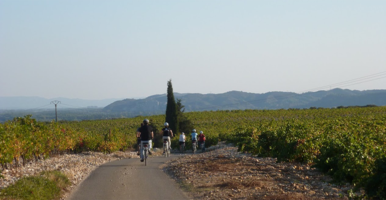 Groupe de cyclistes au milieu des vignes de Provence