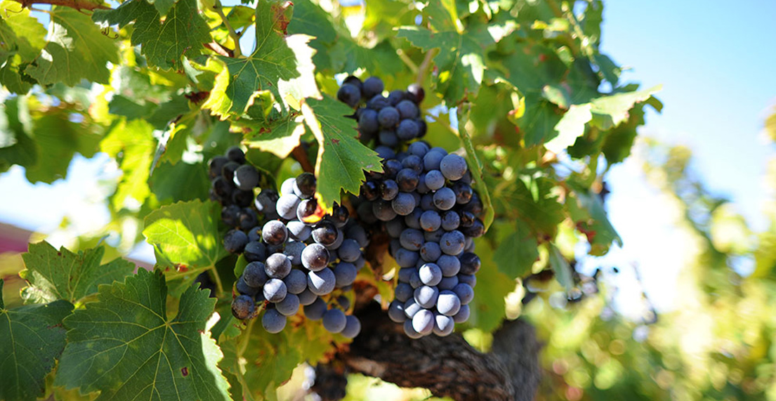 Une grappe de raisin noir dans sa vigne