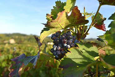 Grappe de raisin vacances à vélo