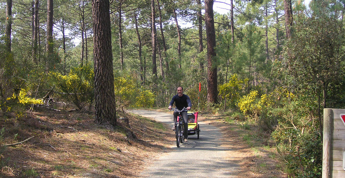 Un cycliste traine une remorque enfant dans la forêt des Landes