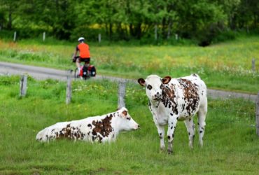 Vélofrancette, vaches normandes, dep61, Basse-Normandie, France