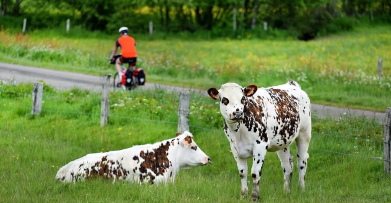 Vélofrancette, vaches normandes, dep61, Basse-Normandie, France