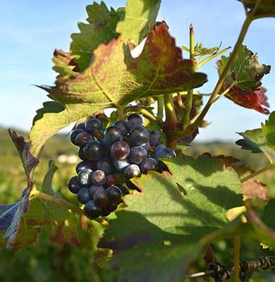 Les vignobles et terres de gastronomie à vélo