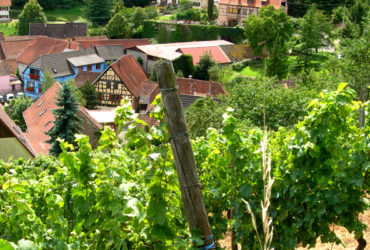 Route des vins à vélo