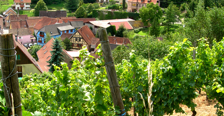 Route des vins à vélo