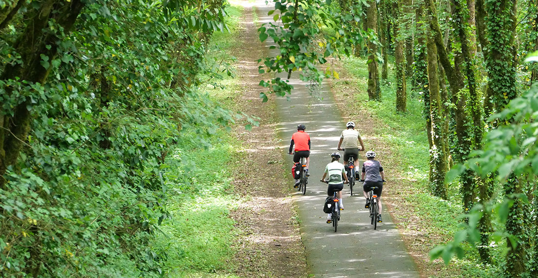 Un groupe de cycliste roule sur une chemin cyclable entouré de forêt
