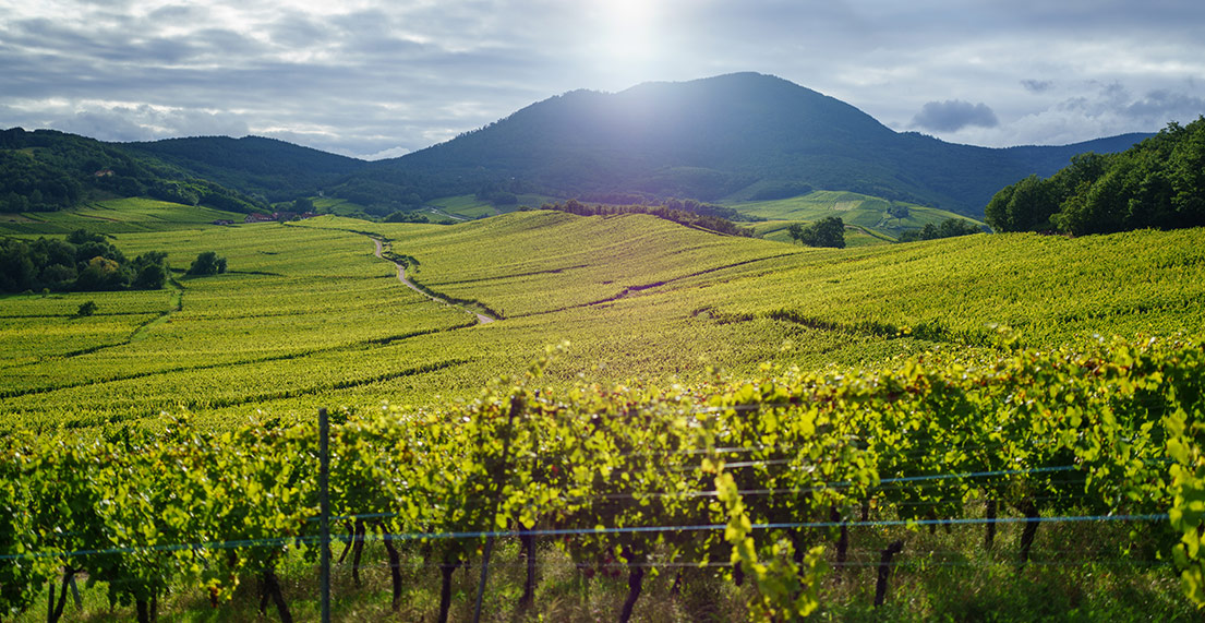 Vignoble d'Alsace