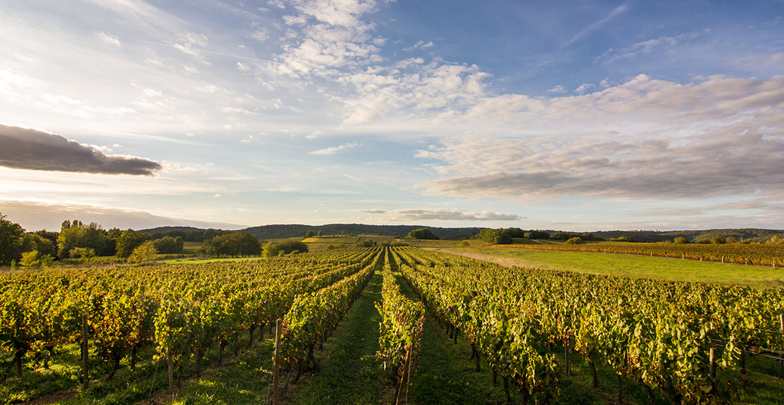 Vognoble de Cahors