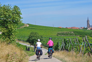 Cyclistes Alsace dans les vignes