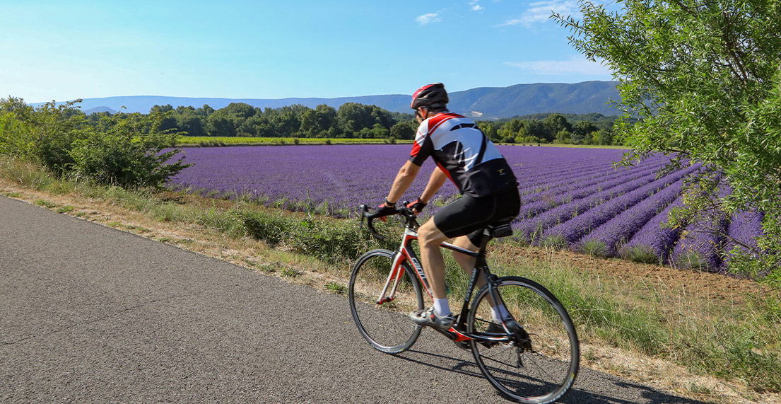 Un cycliste roule sur une route bordee de champs de lavandes