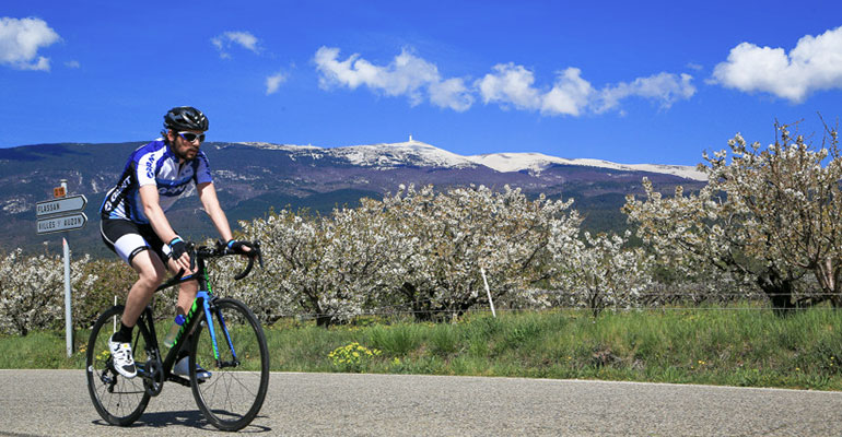 le Mont ventoux domine les amandiers en fleurs et un cycliste sur la route