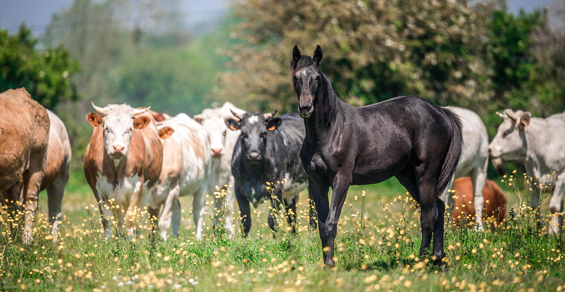 Un troupeau de vaches et chevaux dans un champ d'herbe et de pommiers