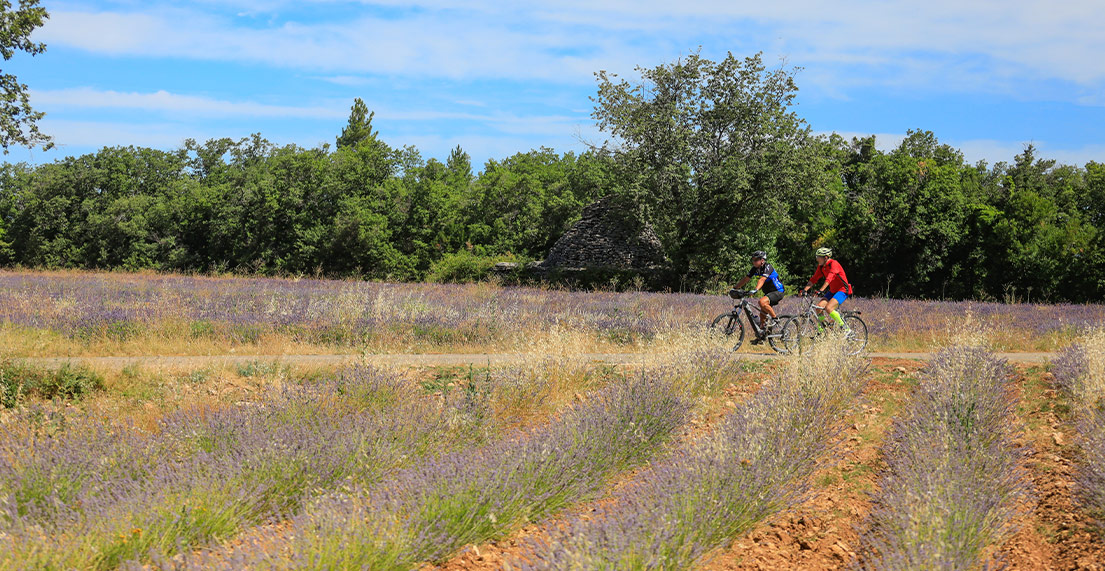 Deux cycliste roulent au milieu d'un champ de lavandes