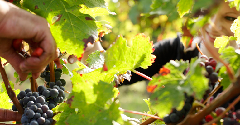 vendange dans la Loire