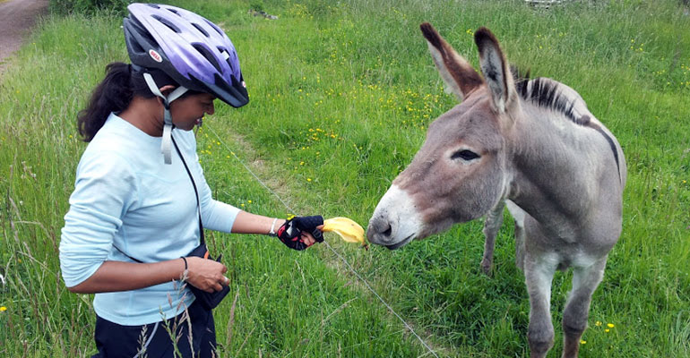 Cycliste donnant à manger à un âne