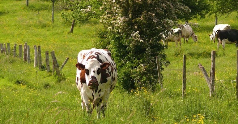 Vache de normandie