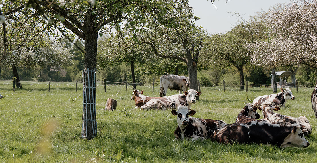 Un troupeau de vaches se repose dans un champ de pommiers