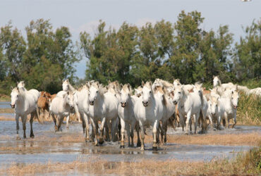 Un groupe de chevaux sauvages dans les marais de Camargue