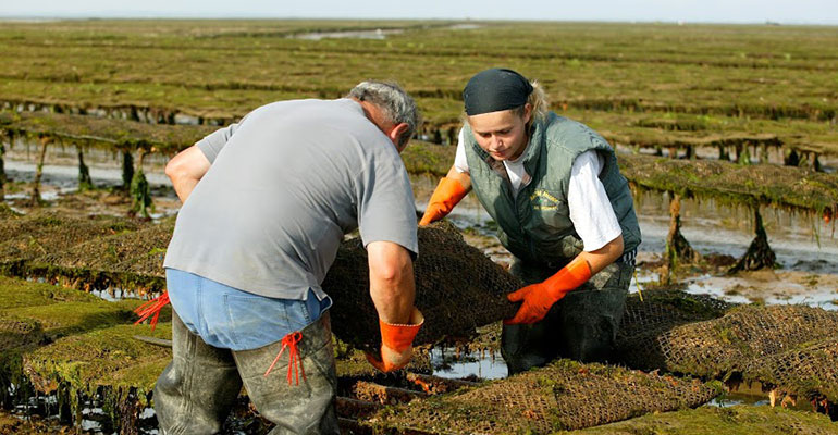 Parcs à Huîtres en Normandie Bayeux