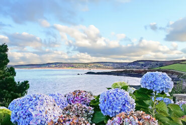 Cote normande borde d hortensias