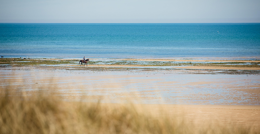Une longue plage de sable blanc sur laquelle court un cheval