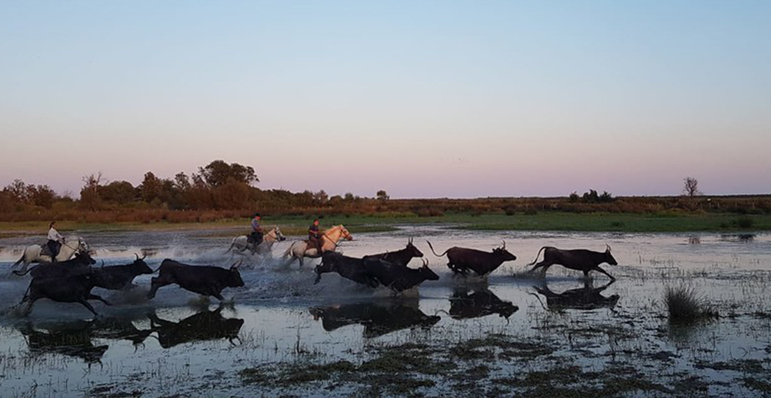 Un troupeau de tureaux sauvages coure dans les marais