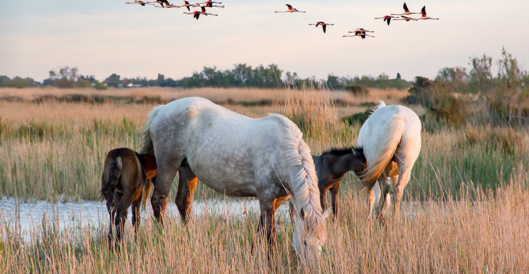 Chevaux en Camargue