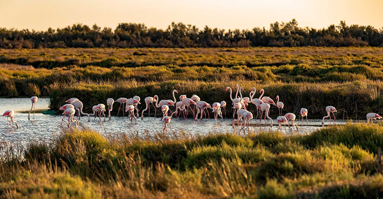Flamant rose en Camargue