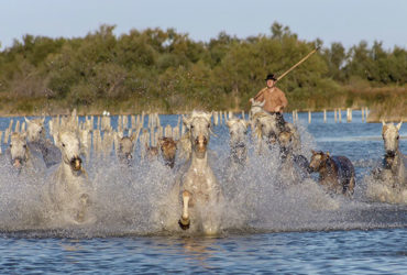 Cavalcade en Camargue